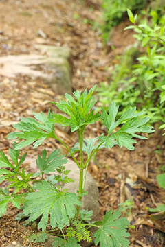 野草