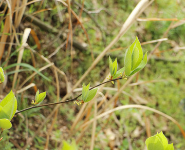 野草