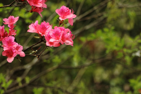 野生杜鹃花