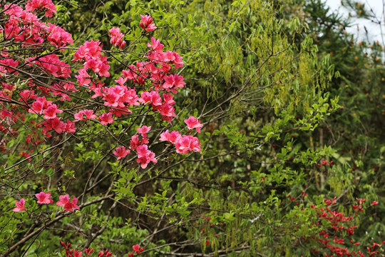 杜鹃花枝