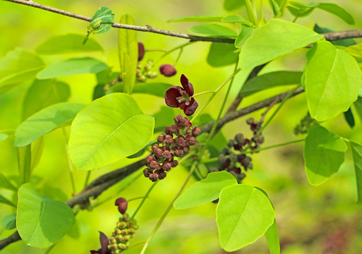 野果子花