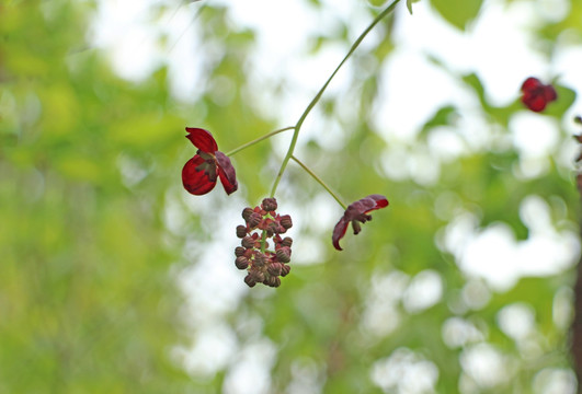 八月瓜花