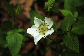 覆盆子花