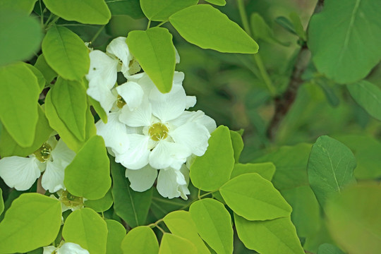 野生白鹃梅