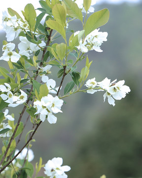 野生白鹃梅植株