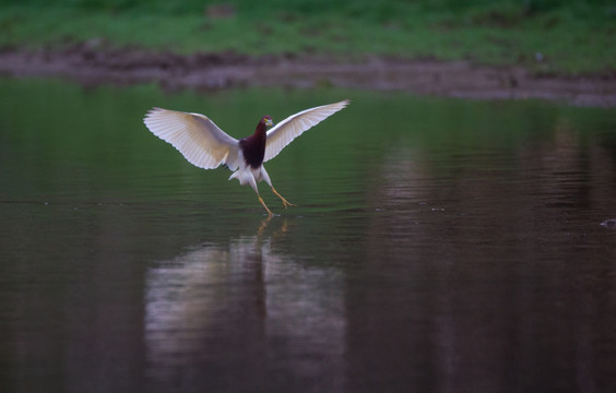 鸟 池鹭 湿地公园