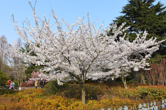 樱花