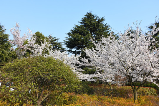 樱花