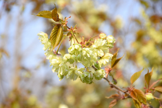 绿色樱花