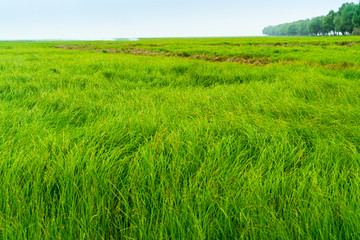 湿地草原