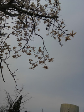 玉兰花