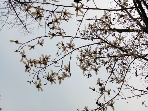 玉兰花
