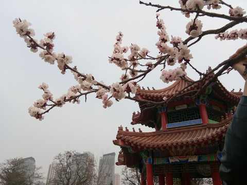 桃花凉亭