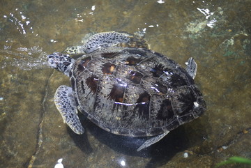 乌龟 海 动物 海龟