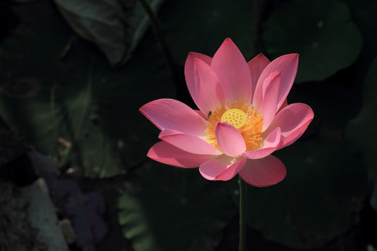 荷花