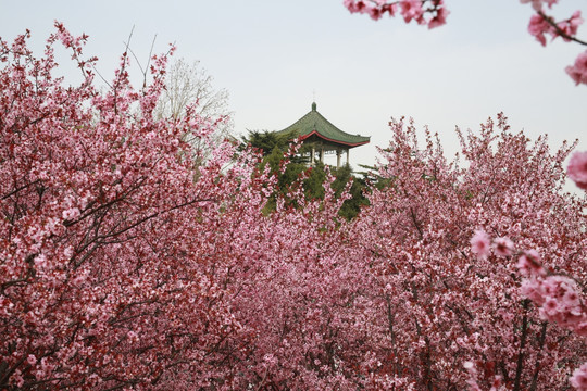 花海 听松阁