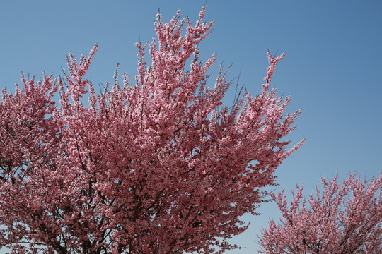 粉色 春花 花树