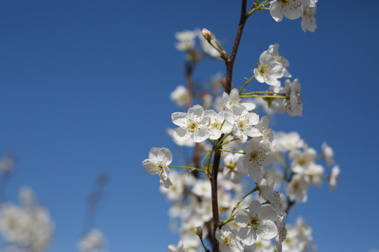 梨花