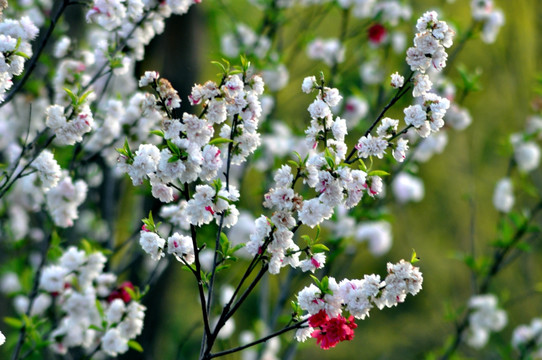 麦李花