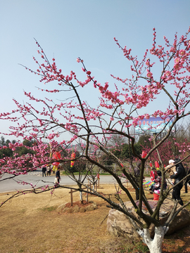 旅游景点樱花