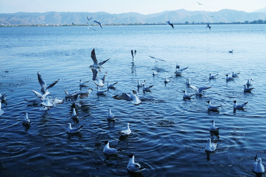 云南大理 洱海 海鸥