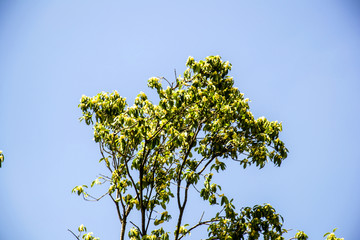 桂花树