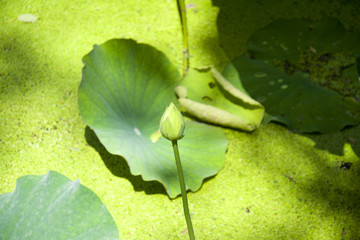 莲花包 浮萍