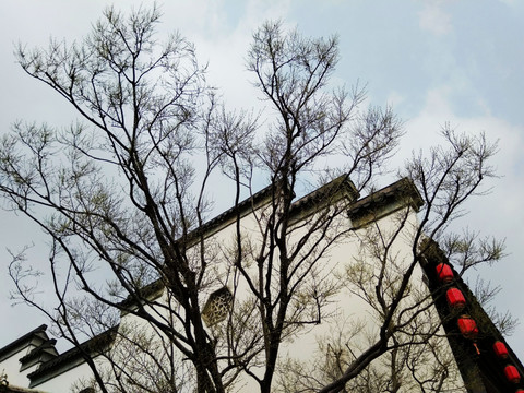 萌芽