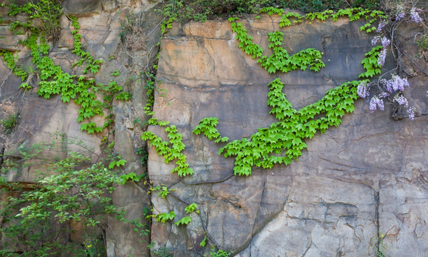 植物背景墙 爬墙虎