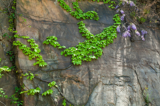 植物背景墙 爬墙虎