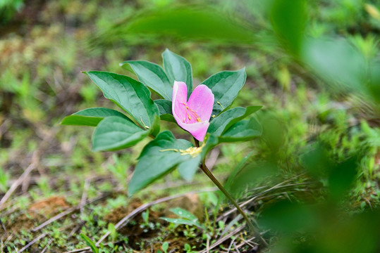 芍药花