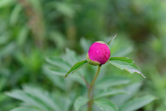 芍药花