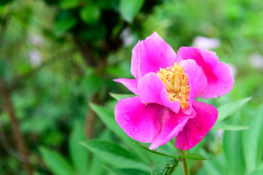 芍药花