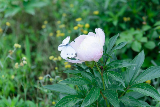 芍药花