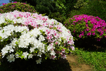 杜鹃花