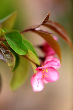 花卉