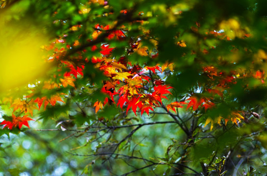红叶 枫叶 秋色 秋天 枫树