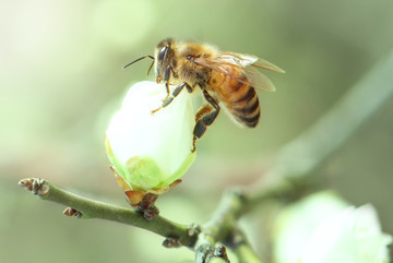 蜜蜂