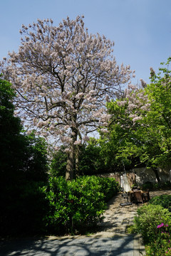 樱树
