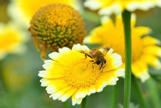 小蜜蜂 黄色野花 微距摄影