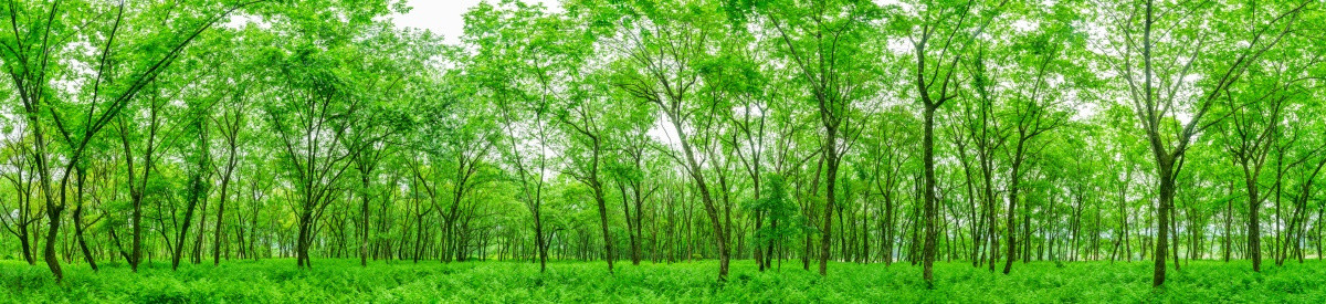 树林 高清大画幅
