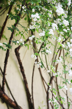 小清新木香花