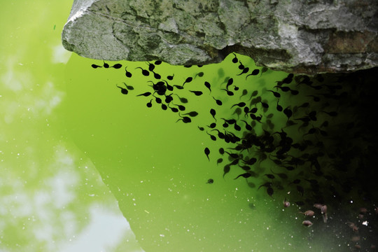 池塘小蝌蚪