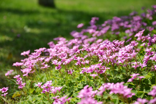 阳光小花丛