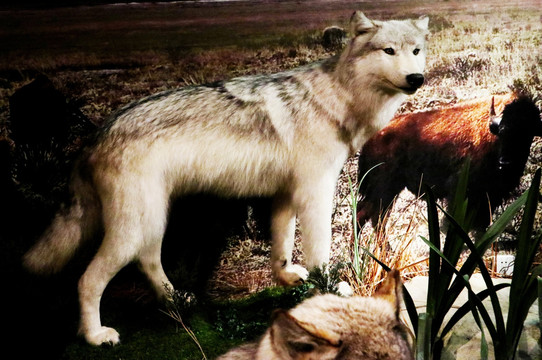 白狼 动物 雕塑