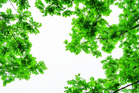 绿叶边框 树枝 绿树天空
