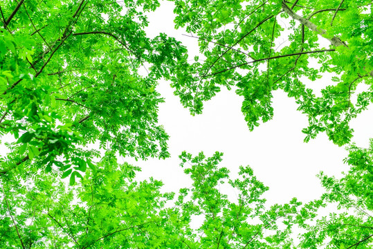 树枝天空 绿树天空 绿色边框