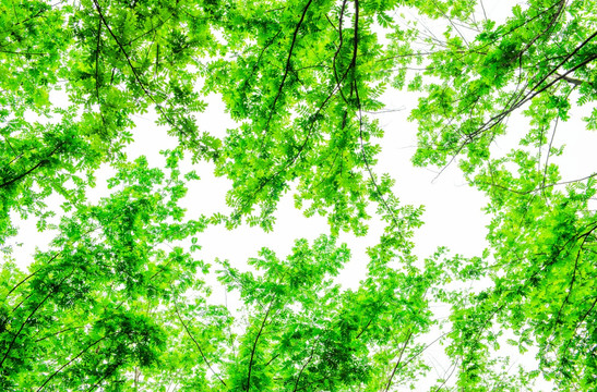 绿色边框 树枝天空 绿树天空