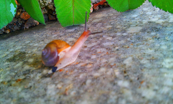 蜗牛