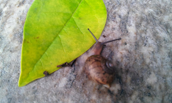 绿叶蜗牛